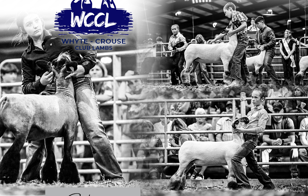 Whyte Club Lambs